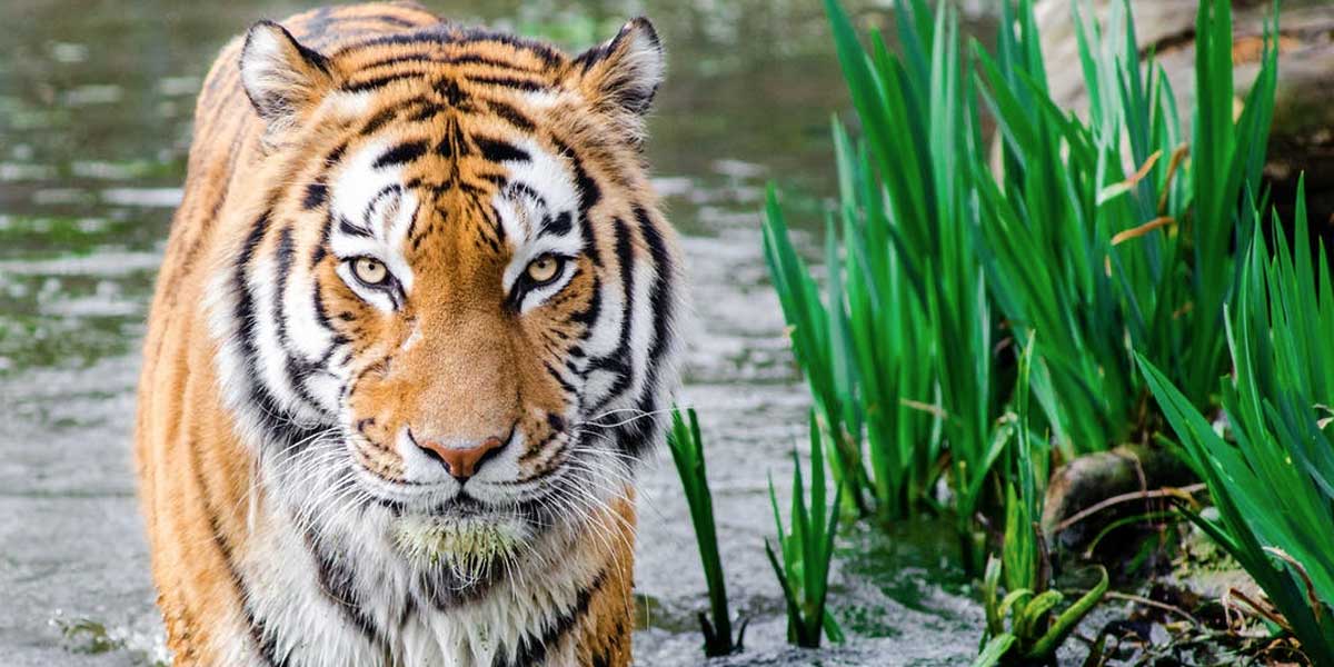 Wild Photography For 2018