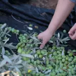 Οι ημέρες ασφάλισης για τους εργαζόμενους σε αγροτικές εργασίες που αμείβονται με εργόσημο υπολογίζονται διαιρώντας τις συνολικές ετήσιες αμοιβές τους, αφού αφαιρεθεί η νόμιμη εργοδοτική εισφορά, με το ισχύον ημερομίσθιο του ανειδίκευτου εργάτη.