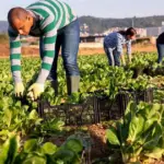 Η διαδικασία αυτή εξασφαλίζει ότι οι απασχολούμενοι στον πρωτογενή τομέα αποκτούν πλήρη ασφαλιστική κάλυψη για σύνταξη και υγεία, ανάλογα με τα χρήματα που εισπράττουν μέσω της εξαργύρωσης των εργοσήμων.
