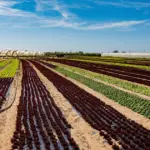 Η αυστηρή εναρμόνιση με τις νέες προδιαγραφές για τα βιολογικά προϊόντα αποτελεί πλέον το «κλειδί» για τους αγρότες και τους νέους επιχειρηματίες του πρωτογενούς τομέα, προκειμένου να ξεκλειδώσουν την έξτρα χρηματοδότηση από το εξειδικευμένο πρόγραμμα ενισχύσεων της ΔΥΠΑ που βρίσκεται σε πλήρη εξέλιξη.