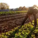 Η αυτοματοποιημένη επεξεργασία των στοιχείων επιτρέπει την ταχύτατη άντληση των δεδομένων ασφάλισης, περιορίζοντας τη γραφειοκρατία.